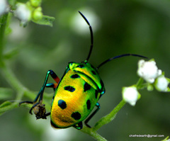Chrysocoris
