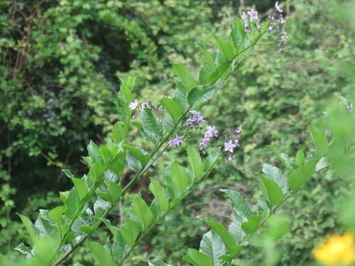 Solanum crispum