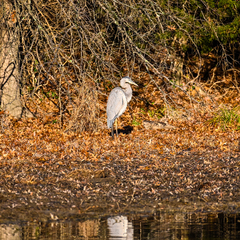 Ardea herodias herodias