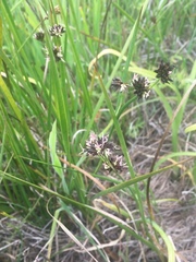 Juncus phaeocephalus