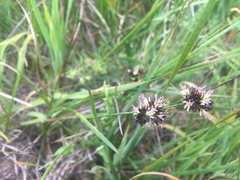 Juncus phaeocephalus
