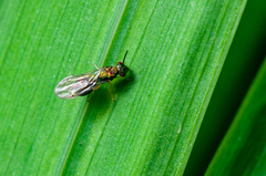 Orasema costaricensis