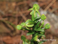 Platanthera minor
