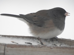 Junco hyemalis montanus