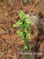 Platanthera minor