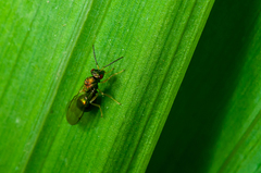 Orasema costaricensis