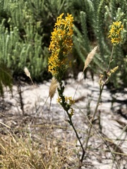 Manulea tomentosa