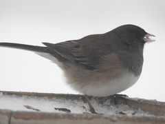 Junco hyemalis montanus