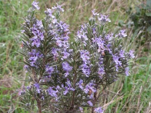 Salvia rosmarinus