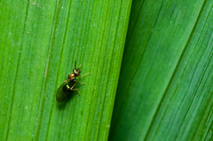Orasema costaricensis