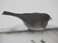 Junco hyemalis montanus