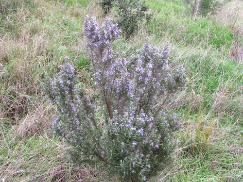 Salvia rosmarinus, photographed by an iNaturalist contributor