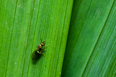 Orasema costaricensis
