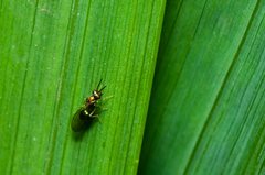Orasema costaricensis