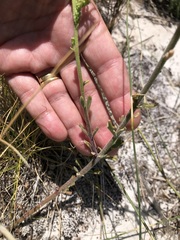 Manulea tomentosa