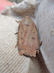 Abagrotis cupida