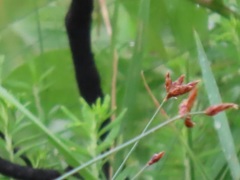 Fimbristylis ferruginea