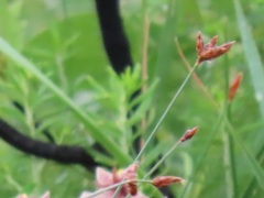 Fimbristylis ferruginea
