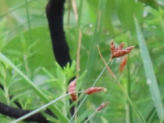 Fimbristylis ferruginea