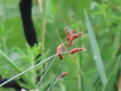 Fimbristylis ferruginea