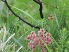 Fimbristylis ferruginea