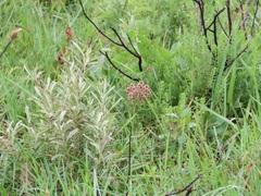 Fimbristylis ferruginea