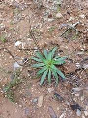 Plantago serraria