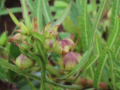 Pachycarpus concolor
