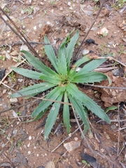 Plantago serraria