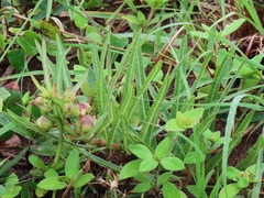 Pachycarpus concolor