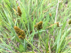 Carex densa