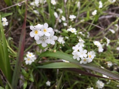 Plagiobothrys chorisianus chorisianus