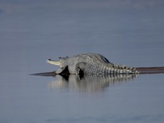 Gavialis gangeticus