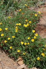 Oxalis californica