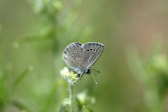 Glaucopsyche lygdamus australis