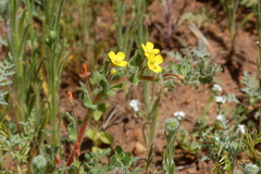 Camissoniopsis hirtella