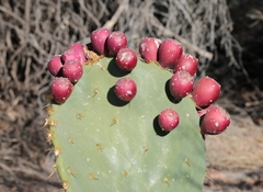 Opuntia