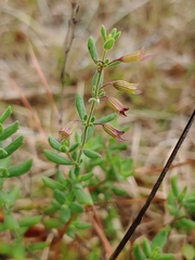 Clinopodium dentatum