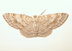 Hydrelia sylvata