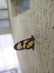 Callithomia lenea methonella