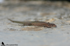 Podarcis guadarramae