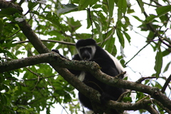 Colobus caudatus