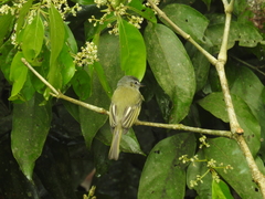 Tolmomyias sulphurescens