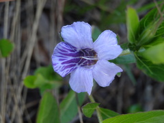 Dyschoriste oblongifolia