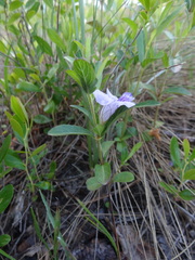 Dyschoriste oblongifolia