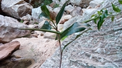 Mascarenhasia