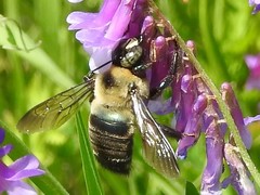 Xylocopa virginica texana