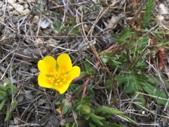 Potentilla hickmanii