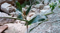 Mascarenhasia