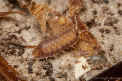 Armadilloniscus ellipticus